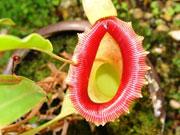 Непентес - растения хищники