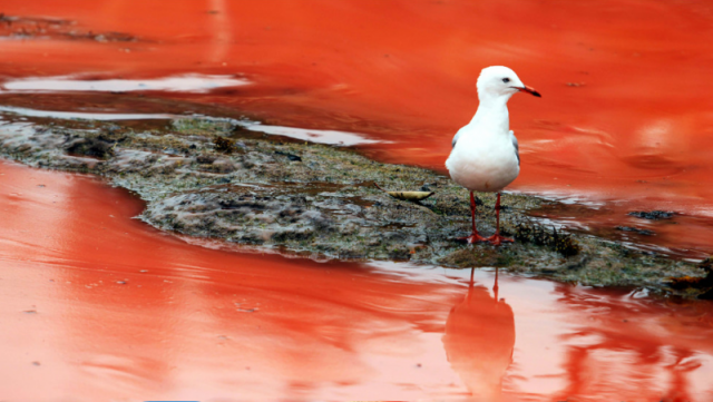 Красный прилив